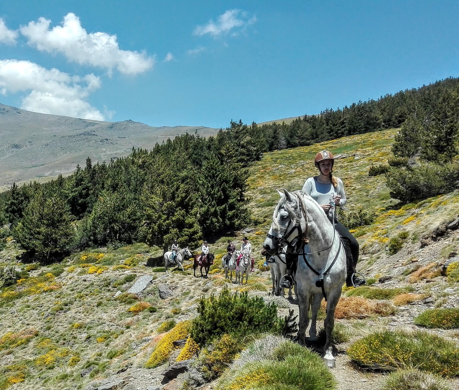 Horse Trails in the Mountains