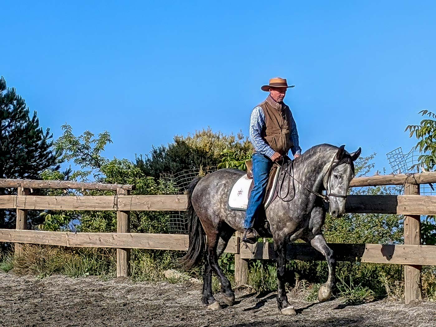 MAYO - PRE gelding - 158cm (15.3 hands)
