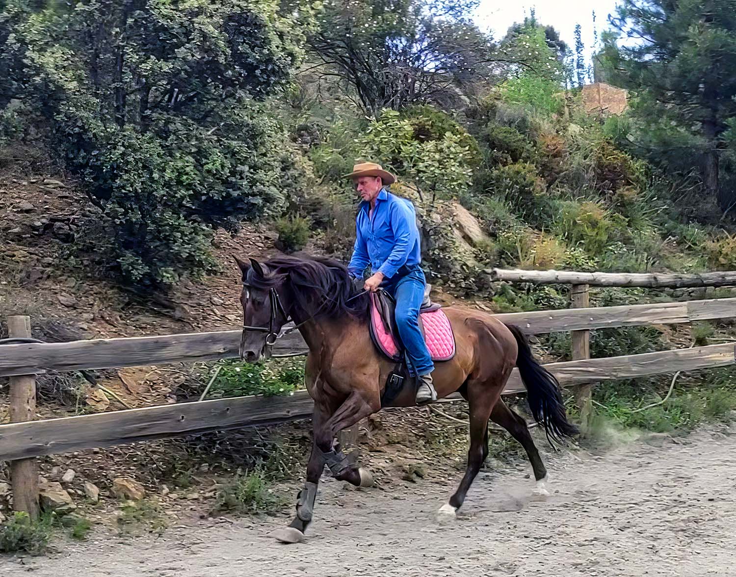 SOBERANO PRE Gelding 164 cm (16.1 hands)