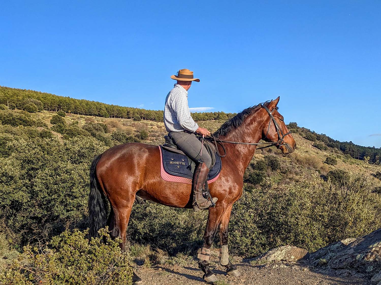 ALHENDIN, gelding 1,65cm (16.1 hands)
